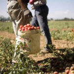 Giornata sicurezza lavoro: 11,3% incidenti mortali in agricoltura in Puglia; triste primato in Italia